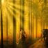 Ghép ảnh về nhà cách ly xã hội thôi – Photo Manipulation